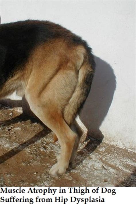  Muscle atrophy might arise when the dog reduces the use of the affected area and begins to thin out and look smaller than the other parts