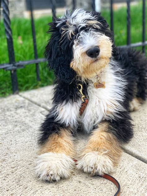  My Account Welcome WhiskeyCreek Bernedoodles is devoted to raising quality, healthy and loving puppies in a family environment