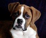  My Boxer Puppy is a licensed, reputable, and trustworthy commercial Boxer breeder located in Akeley, Minnesota