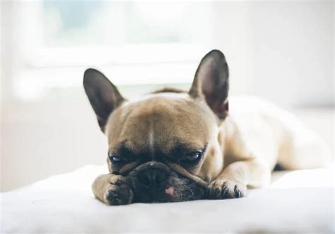  My Frenchie has diarrhea — what do I do?! If your French Bulldog has diarrhea, there are a few steps you can take to help them recover: Monitor their condition: Keep an eye on the frequency and consistency of the diarrhea