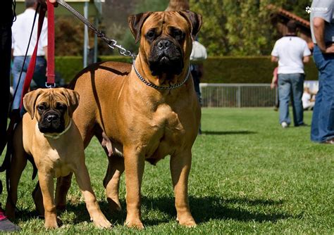  My first 3 dogs were big dogs - 2 bullmastiffs and 85 lb boxer lab and I adored them completely