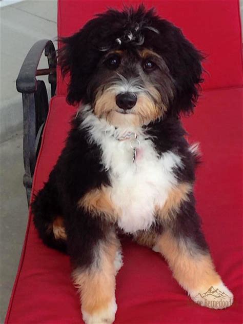  My friend, Stephanie Hanna also has the sweetest Bernedoodle, Piper