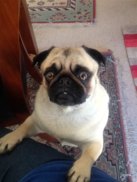  My pug Frank would sit near the food bowl and cry if he was hoping to get more food