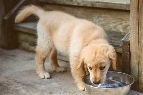  My puppy is drinking a lot of water, should I be concerned? Worried your puppy or dog drinking more than usual? This is a natural concern for all dog owners, which is why it