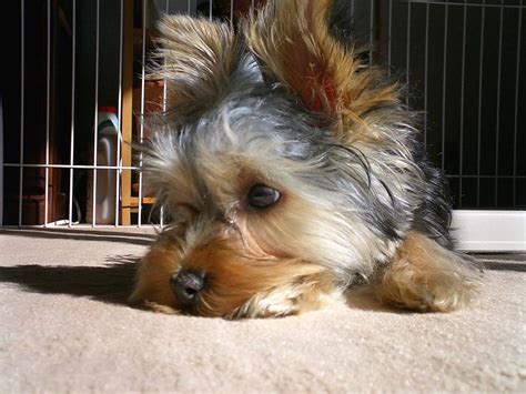  My sweet Yorkie has started the sad decline of CCD