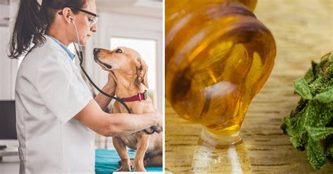  My veterinarian will not talk to me about CBD, but I would still like to make an educated decision on whether or not giving them CBD would be for the best