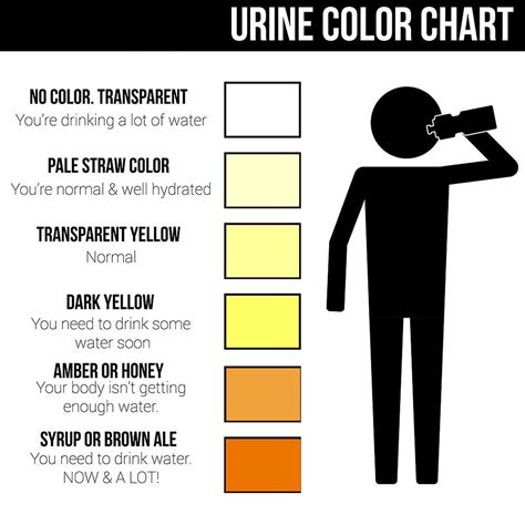 Myth: Drinking lots of water will help you pass a urine test Fact: Water will not erase the presence of a drug in your urine While it is possible that drinking a lot of water days before a drug test can slightly dilute your sample, it will still be detectable by testers