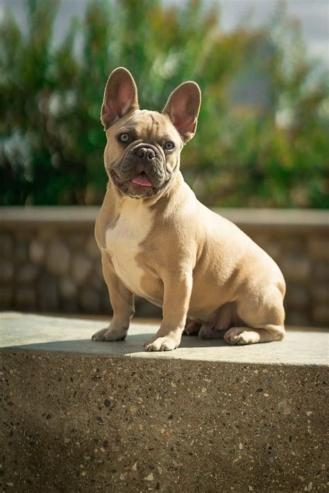 Myth 3: Frenchie Shepherds are low-energy dogs