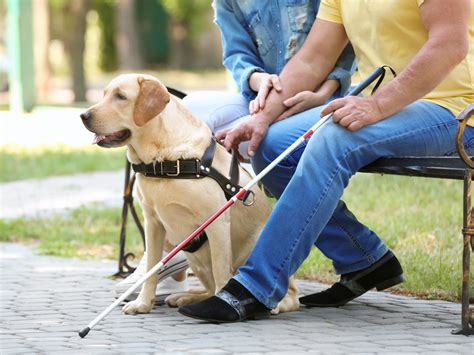  NEADS places a high premium on these qualities because our assistance dogs need to be structurally and psychologically sound in order to assist someone with a physical disability