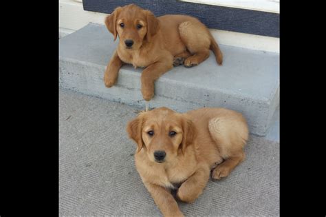  Nampa Golden Retriever puppies