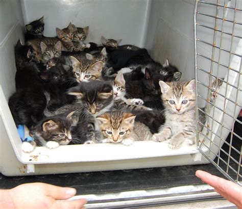  Napavine or Chehalis Dozens of rescued kitties