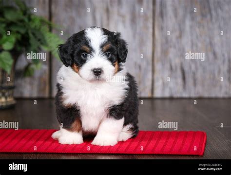  Nationwide delivery is available for all out-of-state customers looking to adopt a Mini Bernedoodle