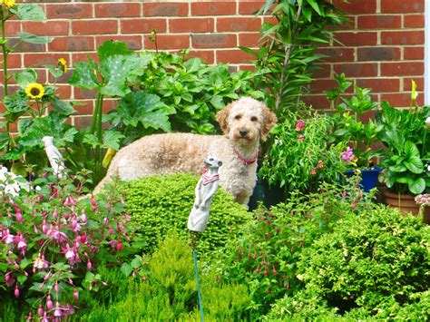  Naturally, given how effective these plants may be on humans, dog owners, and their veterinarians are wondering if these plants can help our furry friends the same way