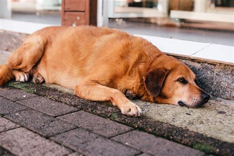  Naturally, no pet parent ever wants to see their dog in pain