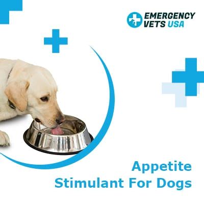  Nausea Reduction CBD can stimulate appetite in dogs, making it beneficial for dogs experiencing appetite loss due to certain medical conditions