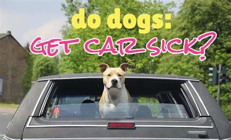  Nausea can be a common issue and will help dogs that get car sick
