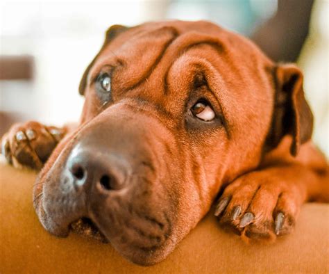  Nauseated dogs, or dogs experiencing an upset stomach will not be interested in their food, and may even turn down their favorite treats