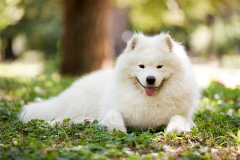  Near Chicagoland, situated on nine acres of Lockport Illinois, Kabeara Kennels has more than enough room for the fun-loving, playful Samoyed breed to run and play