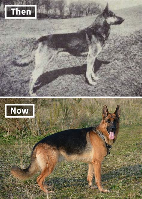  Nearly all German Shepherds today are descended from him