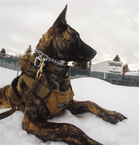  Need professional dog training equipment for your Doberman - Go Here! Wide assortment of top quality German Shepherd muzzles, harnesses, collars, leashes, bite tugs and toys