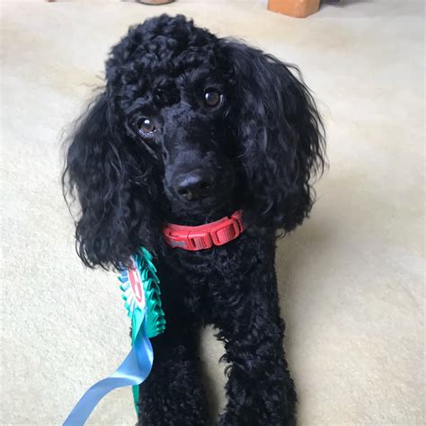  Neglecting daily brushing can lead to problems where a Poodle may have to be trimmed for the hair to grow back