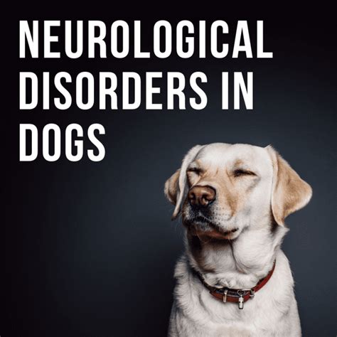  Neurological Issues in Dogs Canines These disorders affect the brain and nerves throughout the body and spinal cord