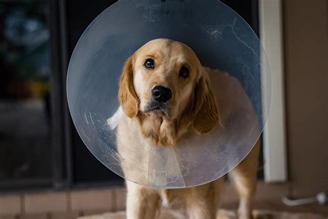  Neutering also makes Golden Retrievers more at risk for certain types of cancers
