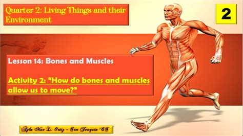  Never happening! They feature heavy bones and thick muscles