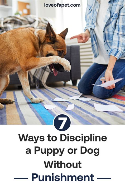  Never show aggression or give physical punishment to the puppy while training him