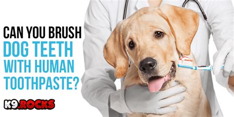  Never use human toothpaste on a dog; only use dental toothpaste made for dogs