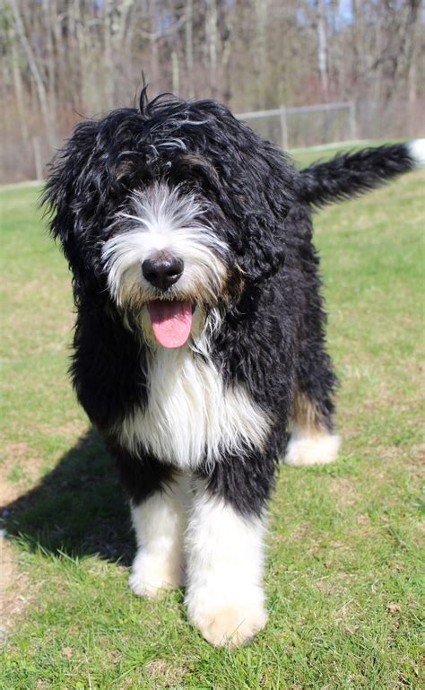  New England Bernedoodles strive for excellence and we produce puppies that are extremely intelligent, abundantly affectionate and forever your best friend