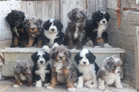  New Home: Michigan! Our F1b Merle Bernedoodles are bred from OFA and Genetically tested parents and are an excellent choice for those looking for a healthy and intelligent companion