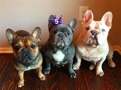  New York Frenchies are small breeders who run a passionate breeding program located in New York