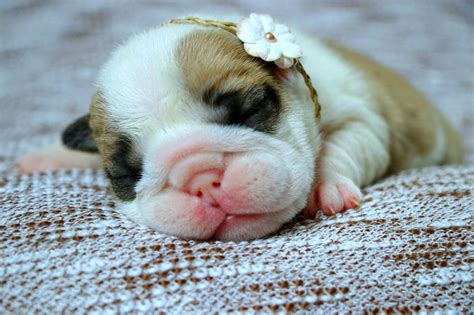  Newborn English Bulldog puppies cannot regulate their body temperature or body functions like urinating and stools