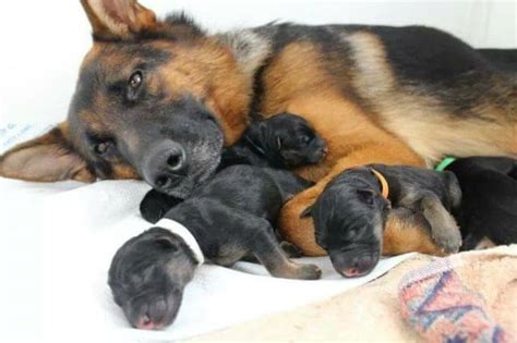  Newborn German Shepherds When baby German Shepherd puppies are first born, they are completely dependent on their mother