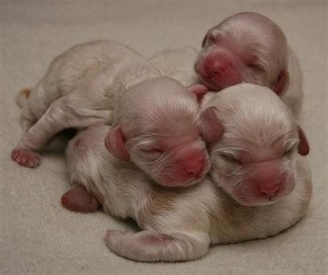  Newborn puppies are deaf and blind and absolutely helpless so we are here to assist their mother to nurture them