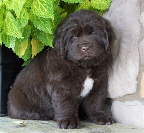  Newfoundland Puppies For Sale