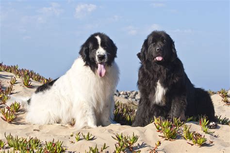  Newfoundland dogs often referred to as Newfies are gentle giants and love to be loved, whereas a lot of huskies have a more independent streak
