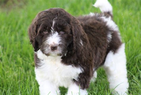  Newfypoo Testimonials Sharing our love for Doodles with the world, one puppy at a time! Angel Breeze Puppies is located in the beautiful rolling hills of Coshocton County, Ohio, on 36 beautiful hilltop acres that include gorgeous views and wooded areas