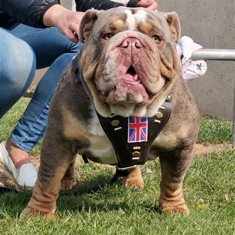  News and updates on the Exotic Bulldog House World
