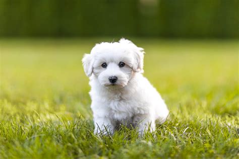  Nickname: Teal white pup on PuppyFinder