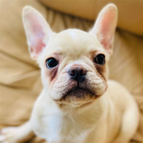  No French Bulldogs for adoption in Minnesota