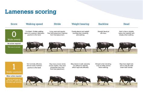 No changes were observed in weight-bearing capacity when evaluated utilizing the veterinary lameness and pain scoring system Table 3