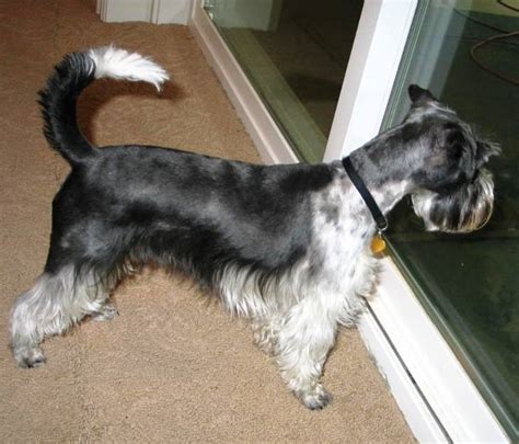  No collars, schnauzers silver female with docked tail natural ears and dark gray male with long tail natural ears