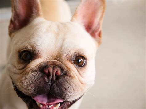  No comments Does your Frenchie have bad breath? The French Bulldog is one of the most popular dogs to share a home with due to their unique personality and loving nature