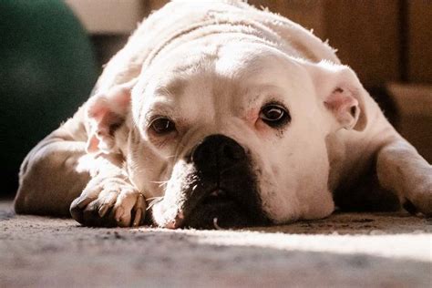  No longer bred for aggression, the Bulldog faced a transformation