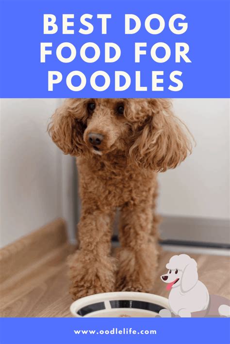  No matter what size you own, you must find the best dog food for Poodles to meet the breed