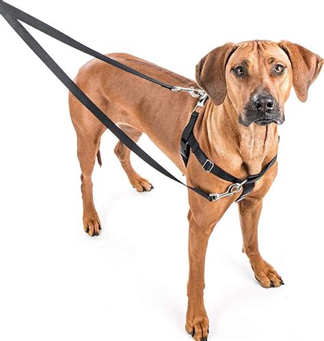  No pull harnesses help support training activities and defer your bullie from pulling away from you