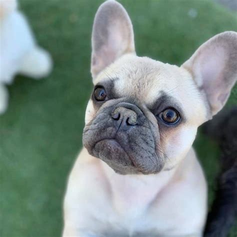  No wonder people love the Frenchie breed so much; they are affectionate with charming personalities and their small bodies make them ideal for small space living, apartment living, which is the prominent reason they are currently the most popular breed in New York City
