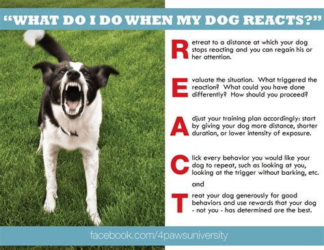  Non reactive to other dogs » Read more »